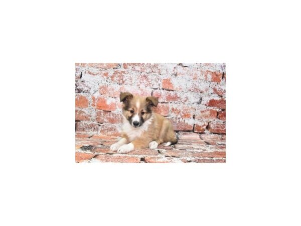 Shetland Sheepdog DOG Male Sable and White 4619 Petland Jacksonville, Florida