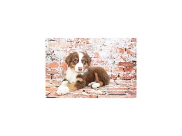 Australian Shepherd DOG Female Red 4630 Petland Jacksonville, Florida