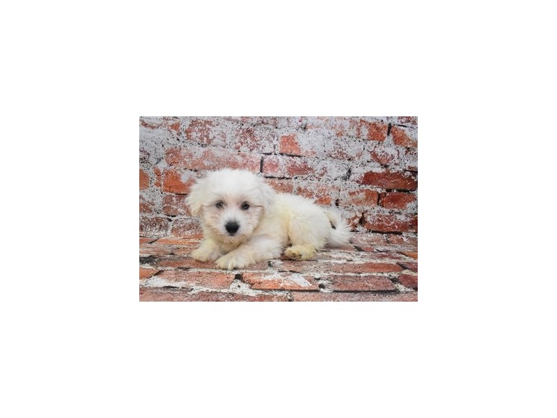 Coton De TulearDOGMaleWhite3850466Petland Jacksonville, Florida