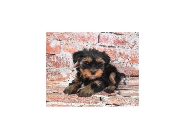 Yorkshire Terrier DOG Female Black and Tan 4643 Petland Jacksonville, Florida