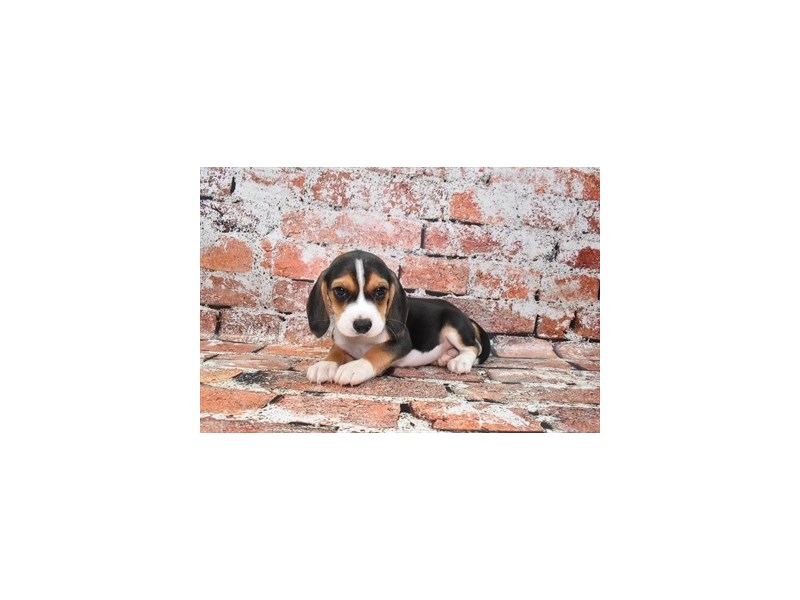 Beagle Puppy Black Red and White ID:4645 Located at Petland ...