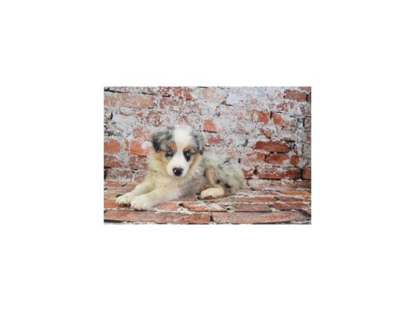 Australian Shepherd DOG Female Blue Merle White and Tan 4648 Petland Jacksonville, Florida