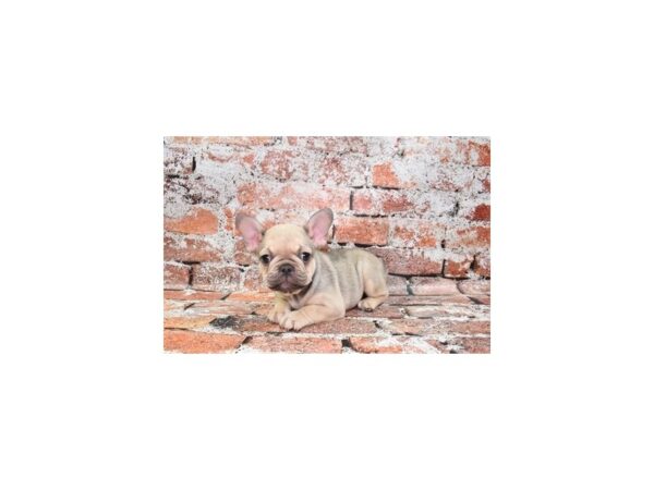 French Bulldog DOG Female Fawn 4651 Petland Jacksonville, Florida