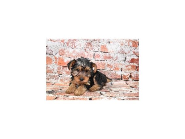 Yorkshire Terrier DOG Female Black and Tan 4654 Petland Jacksonville, Florida