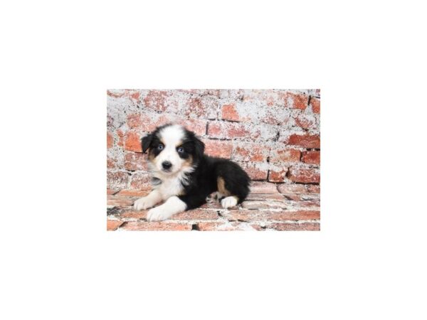 Miniature Australian Shepherd DOG Female Black White and Brown 4655 Petland Jacksonville, Florida