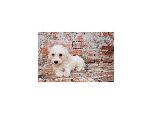 Bichon Frise DOG Female White 4693 Petland Jacksonville, Florida