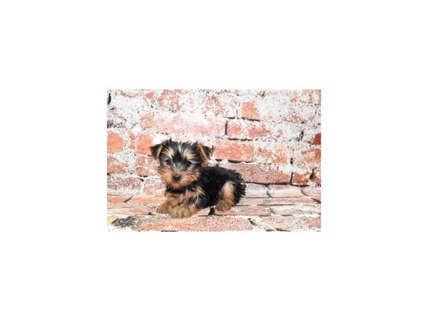 Yorkshire Terrier DOG Female Black and Tan 4697 Petland Jacksonville, Florida