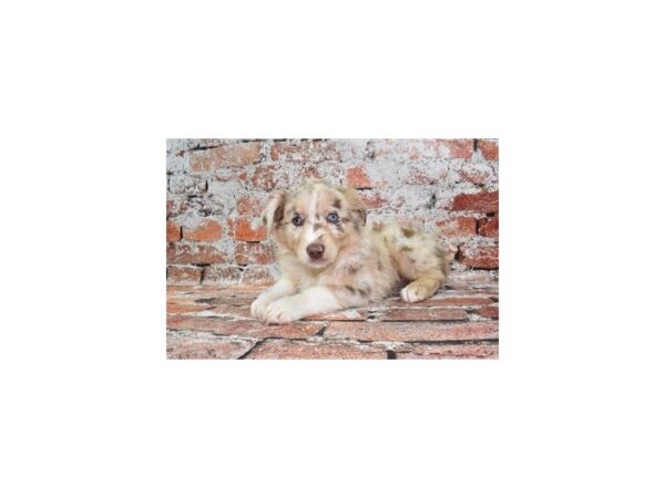 Australian Shepherd DOG Female Red Merle 4706 Petland Jacksonville, Florida