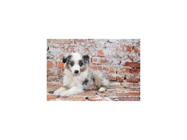 Miniature Australian Shepherd DOG Male Blue Merle 4708 Petland Jacksonville, Florida