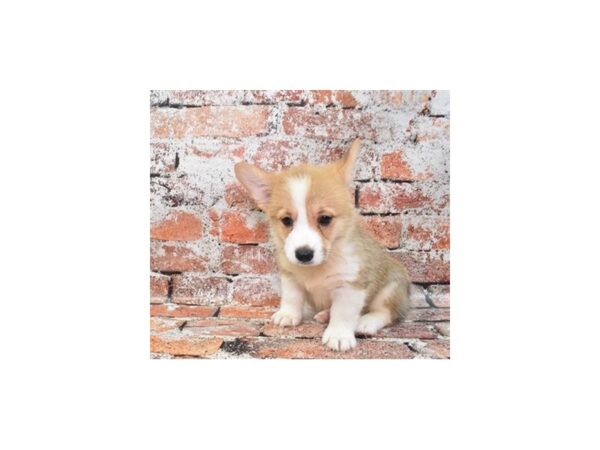 Pembroke Welsh Corgi DOG Male Sable 4723 Petland Jacksonville, Florida