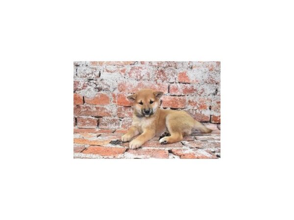 Shiba Inu DOG Female Red Sesame 4725 Petland Jacksonville, Florida