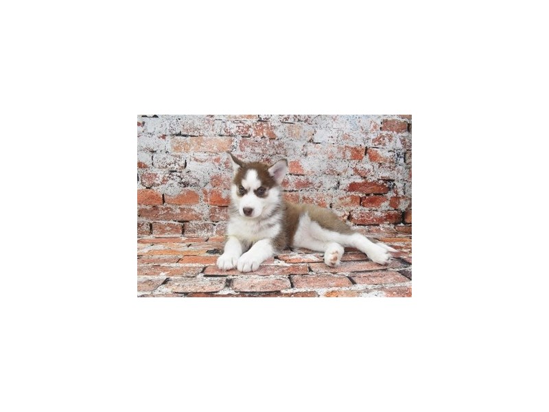 Siberian Husky Puppy Red and White ID:4726 Located at Petland