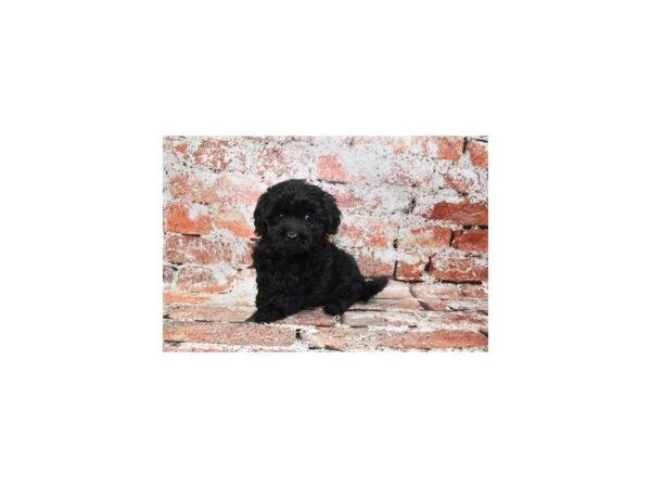 Mini Goldendoodle 2nd Gen DOG Female Black 4731 Petland Jacksonville, Florida