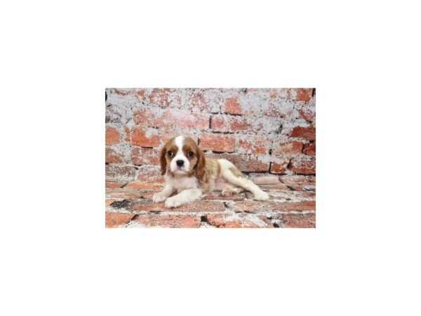 Cavalier King Charles Spaniel DOG Female Blenheim 4735 Petland Jacksonville, Florida