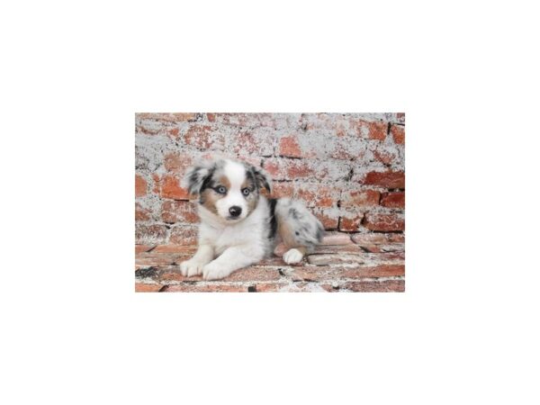 Miniature Australian Shepherd DOG Male Blue Merle White and Tan 4742 Petland Jacksonville, Florida