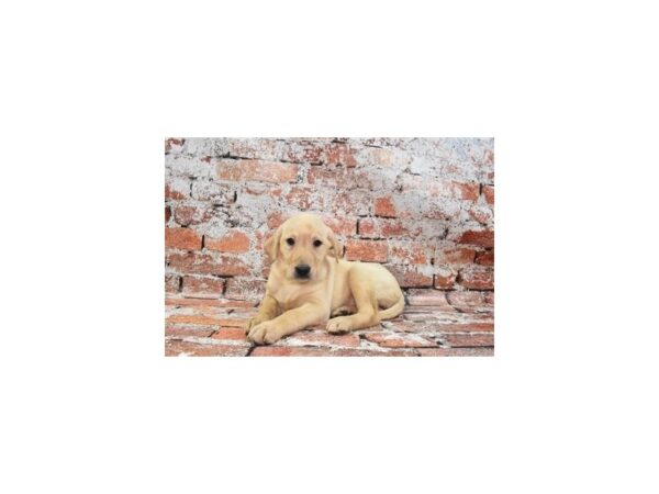 Labrador Retriever DOG Female Yellow 4763 Petland Jacksonville, Florida