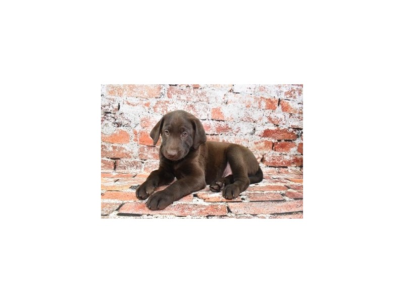 Labrador Retriever Puppy Chocolate ID4776 Located at Petland