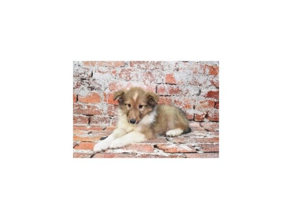 Shetland Sheepdog DOG Female Sable and White 4777 Petland Jacksonville, Florida