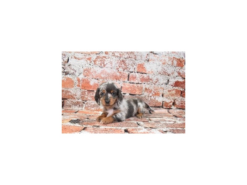Dachshund Puppy Chocolate Dapple ID4782 Located at Petland