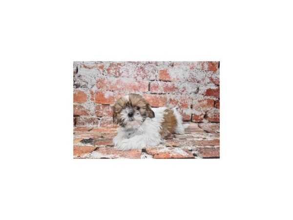 Shih Tzu DOG Female Gold and White 4792 Petland Jacksonville, Florida