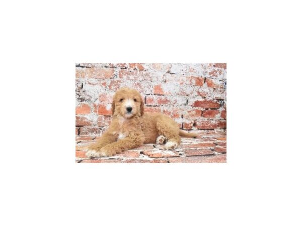 Goldendoodle 2nd Gen DOG Female Apricot 4793 Petland Jacksonville, Florida