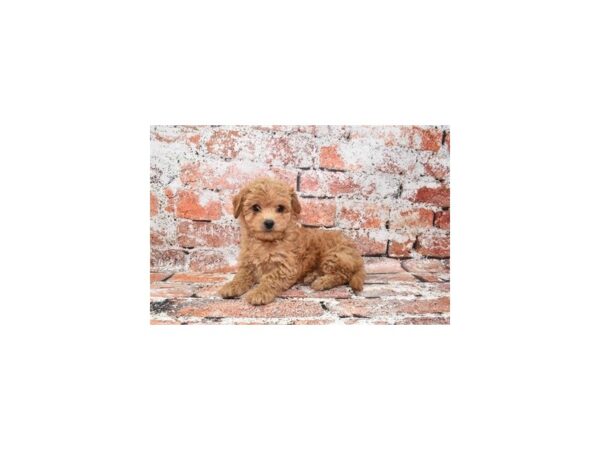 Mini Goldendoodle 2nd Gen DOG Female Red 4794 Petland Jacksonville, Florida