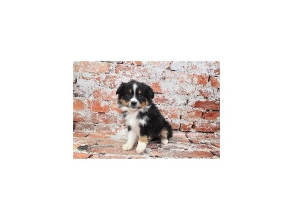 Miniature Australian Shepherd DOG Female Black White and Brown 4827 Petland Jacksonville, Florida