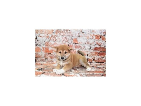 Shiba Inu DOG Female Red 4835 Petland Jacksonville, Florida