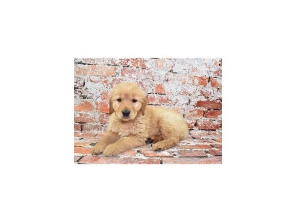 Golden Retriever DOG Male Golden 4836 Petland Jacksonville, Florida