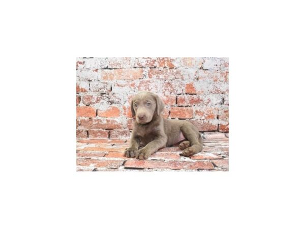 Labrador Retriever DOG Female Silver 4854 Petland Jacksonville, Florida