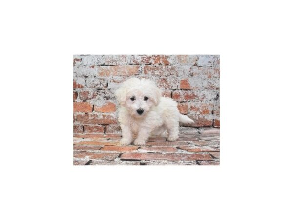 Bichon Frise DOG Male White 4840 Petland Jacksonville, Florida