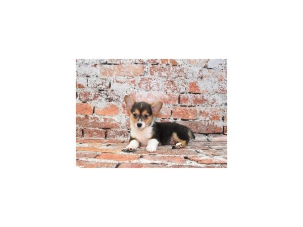 Pembroke Welsh Corgi DOG Female Black and Tan 4857 Petland Jacksonville, Florida