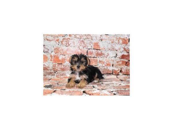 Yorkshire Terrier DOG Female Black and Tan 4862 Petland Jacksonville, Florida