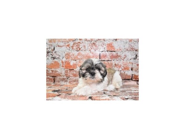 Shih Tzu DOG Male Gold and White 4870 Petland Jacksonville, Florida