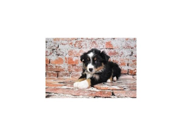 Miniature Australian Shepherd DOG Female Black White and Brown 4871 Petland Jacksonville, Florida