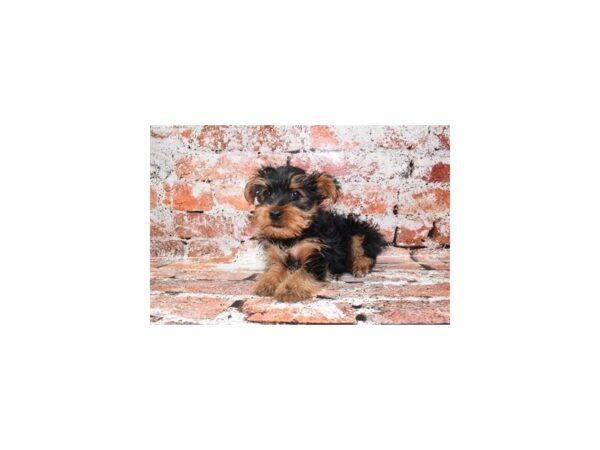 Yorkshire Terrier DOG Female Black and Tan 4875 Petland Jacksonville, Florida