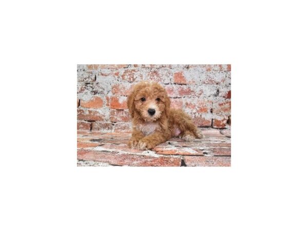 Mini Goldendoodle 2nd Gen DOG Male Red 4879 Petland Jacksonville, Florida