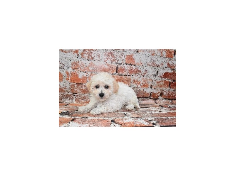 Bichon Poo-Female-Cream-4050014-Petland Jacksonville Florida