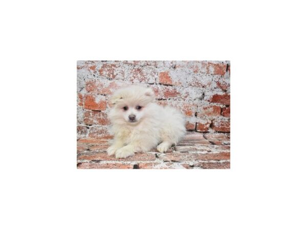 Pomeranian DOG Male Cream 4886 Petland Jacksonville, Florida