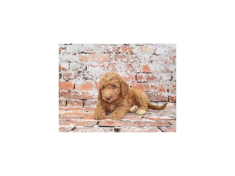 Goldendoodle-Male-Red-4060580-Petland Jacksonville Florida