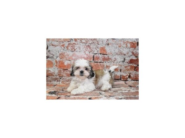 Shih Tzu-DOG-Female-Gold and White-4902-Petland Jacksonville, Florida