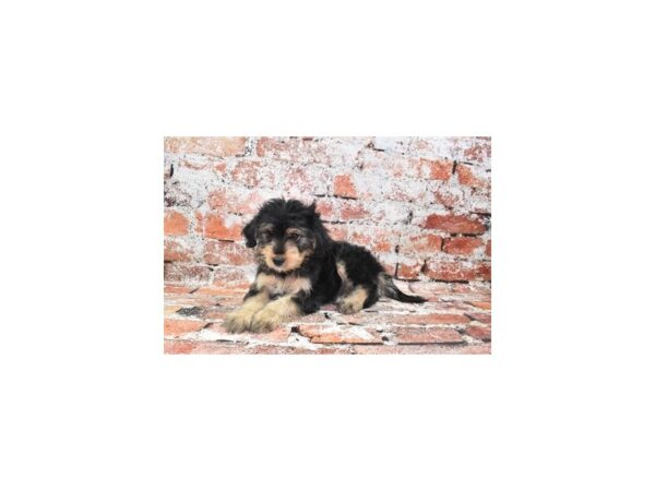 Toy Aussie Poo-DOG-Female-Black and Tan-4904-Petland Jacksonville, Florida