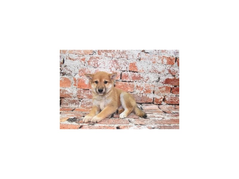 Shiba Inu-Male-Red-4069947-Petland Jacksonville Florida