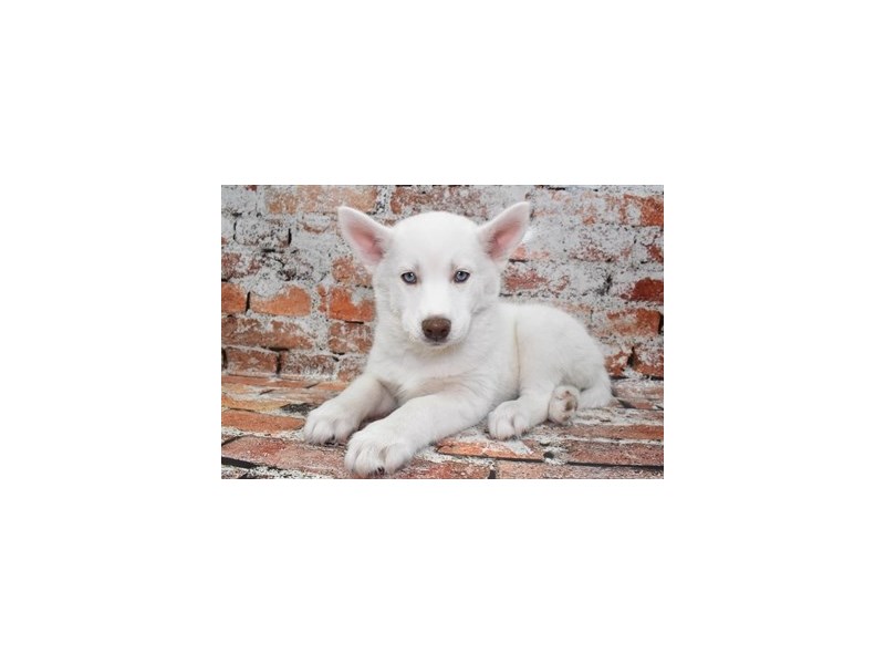 Siberian Husky-Female-White-4090328-Petland Jacksonville Florida