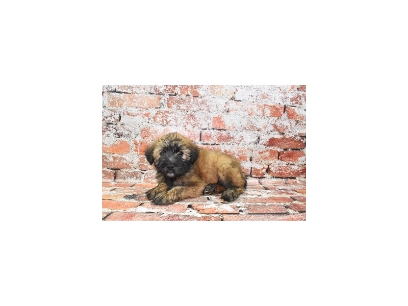 Soft Coated Wheaten Terrier-Female-Wheaten-4108956-Petland Jacksonville Florida