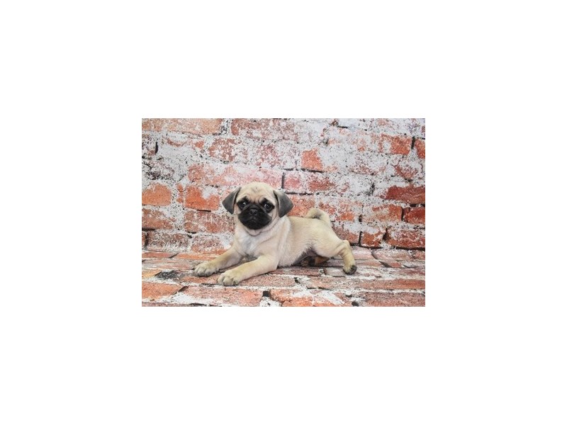 Pug-Male-Fawn-4109018-Petland Jacksonville Florida