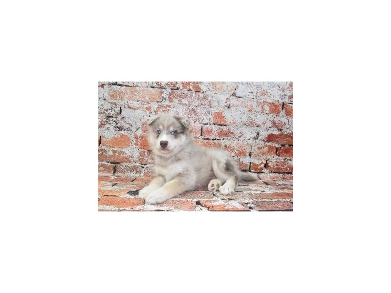 Pomsky-Male-Blue Merle and White-4109037-Petland Jacksonville Florida