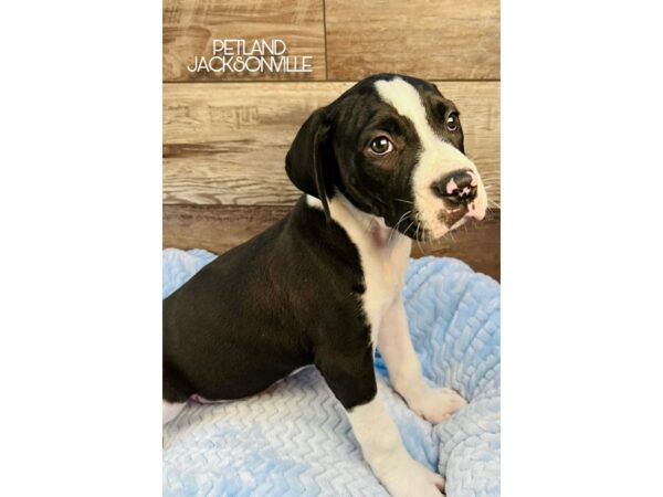 [#5057] White Male American Bulldog Puppies for Sale