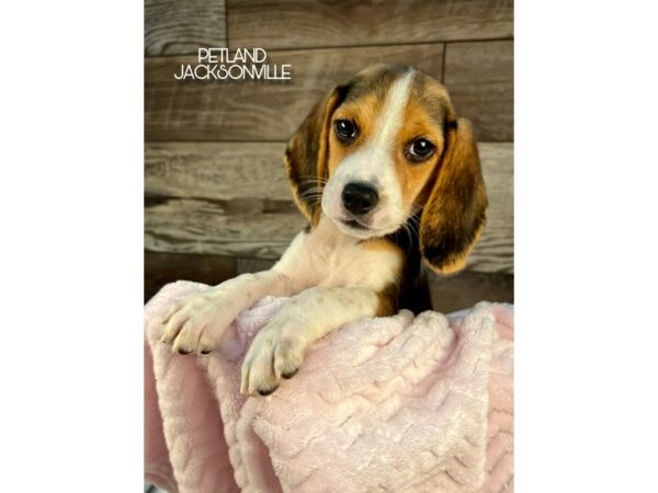 [#5080] Black White and Tan Female Beagle Puppies for Sale