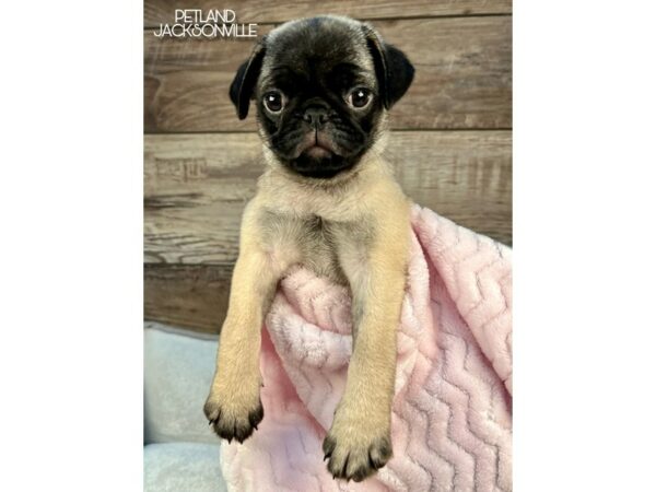 [#5096] Fawn Female Pug Puppies for Sale